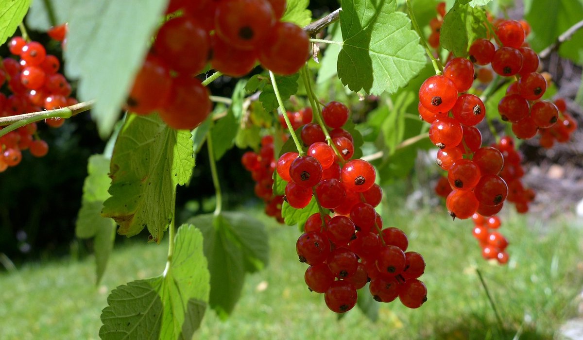 A Guide to Responsible Foraging in the Countryside