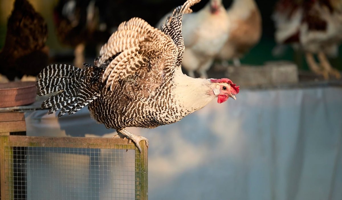 Managing Muddy Gateways on a Working Farm